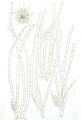 Myriactula elongata1